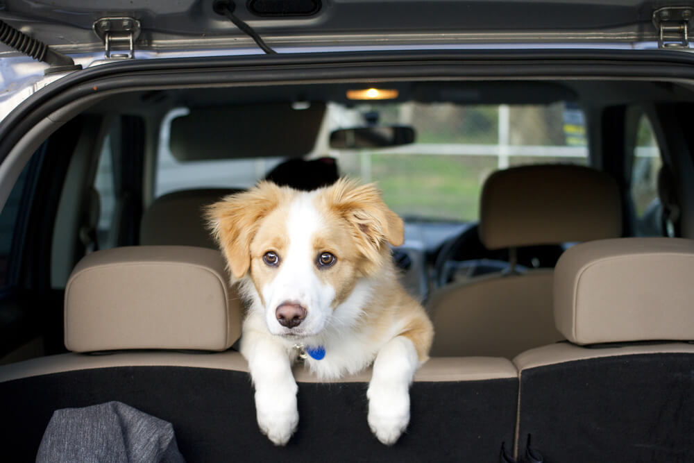 Border Collie puppy sitting looking over the seat in a car.