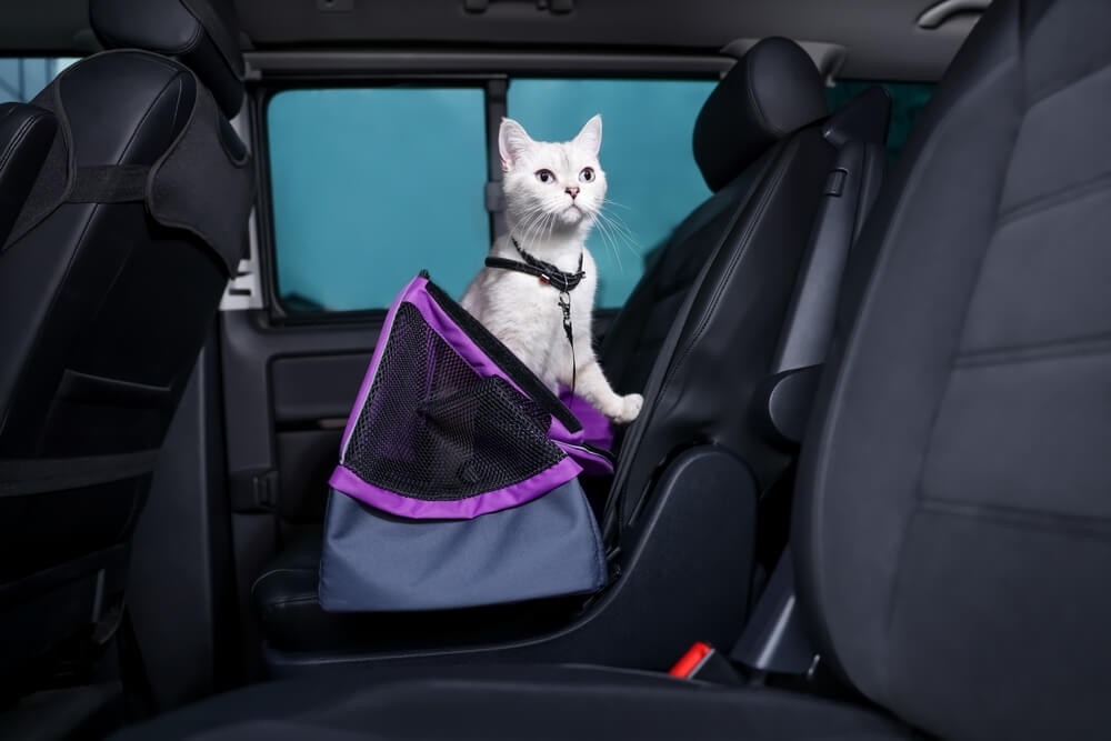 Cute white British Shorthair cat inside pet carrier in a car.